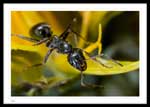 Ant on dandelion