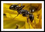 Ant on dandelion