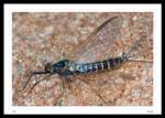 Mayfly