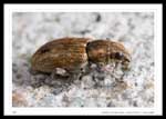 Entiminae, Genus Sitona, 7mm Body Length