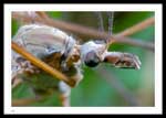 Tipula paludosa (Common european crane flies)