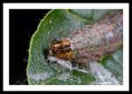 Caterpillar's head, Approx. 2 cm total body length