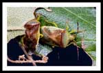 Heteroptera (True Bugs), perhaps Genus Elasmostethus