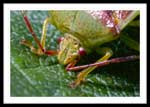 Heteroptera (True Bugs), perhaps Genus Elasmostethus