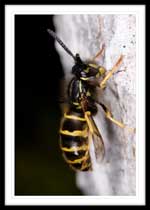 Yellow Jacket - Vespula vulgaris. 48.182025N 53.988694W (WGS84), Shoal Harbour, Trinity Bay