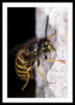 Yellow Jacket - Vespula vulgaris, 48.182025N 53.988694W (WGS84), Shoal Harbour, Trinity Bay