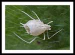 Aphid Mummy, 47.630765N 52.687015W (WGS84), Logy Bay, 1mm length