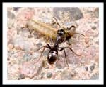 Genus Formica, 6 mm body length, 47.570811N 52.706596W (WGS84), St. John's, Northeast Avalon, This ant was carrying the caterpillar segment somewhere. Is it safe to assume that he/she was headed back to the ant colony? Will it be used as food? The ant would move fast for a short while and then rest for a couple of seconds, repeating that sequence has it traveled. I guess the load was a bit heavy.