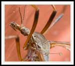 Crane Fly Photos