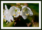 Tiny Wildflowers