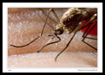 This mosquito landed on my fingertip as I was doing some macro photography outdoors. I decided to try and snap a photo of the mosquito as it was having its meal of my blood. The ridges seen in the photo are skin ridges that form my fingerprints. In the upper right, you can see the blood inside the mosquito. 