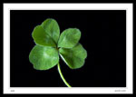 Four Leaf Clover