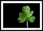 Five Leaf Clover