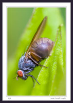 Estimated overall length is 3mm.  This 'bug' was sitting on a leaf along a walking trail in a wooded area. There appeared to be many similar 'bugs' landing on the leaves of the bushes there. This specimen flew away before I could get another angle and the wind was blowing so hard I couldn't get a shot of another specimen that was in focus. I guess I was lucky to get this image. 