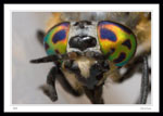 Chrysops sordidus male - 10mm Body Length.  Found on our bathroom floor about 11:00PM.  It was alive but not healthy and could not fly.