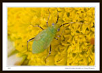 3mm Miridae Nymph on Daisy Blossom