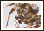 8mm Araneus diadematus male