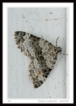 Spargania magnoliata - Carpet Moth