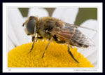 Species Eristalis arbustorum