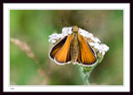 European Skipper, Thymelicus lineola