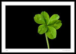 Six Leaf Clover