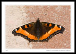 Milbert's Tortoiseshell (Nymphalis milberti)