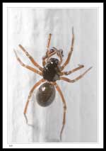 2.5 mm body length - Family Linyphiidae - Sheetweb and Dwarf Spiders, Subfamily Erigoninae - Dwarf Spiders 