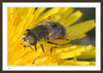 Bee on Dandelion