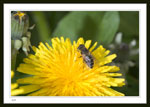 Bee on Dandelion