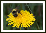 Bee on dandelion