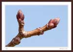 7060 - Leaf buds on a tree.