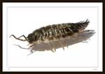 Isopod Photos of a Single Specimen