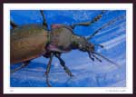 7450 - Carabus (Archicarabus) nemoralis