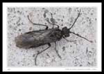7468 - Dolerus nitens (Common Sawfly)