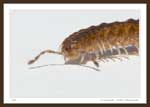 7659 - Millipede, Order Polydesmida