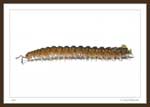 7681 - Millipede, Order Polydesmida