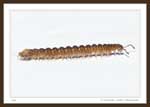 7691 - Millipede, Order Polydesmida