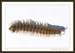 7711 - Millipede, Order Polydesmida