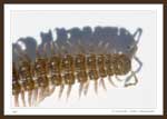 7736 - Millipede, Order Polydesmida