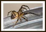 8138 - Family Araneidae (Orb Weavers)