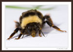 Bumble Bee - Family Apidae