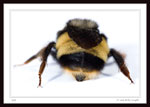 Bumble Bee - Family Apidae