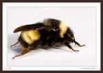 Bumble Bee - Family Apidae