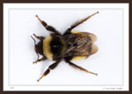 Bumble Bee - Family Apidae