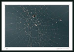 Spider Web