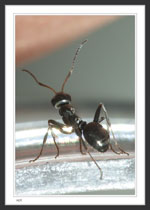 5 mm Body Length on rim of jar with part of my arm in the background