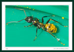 Ant covered with dandelion pollen.  It is sitting on a plastic Kraft peanut butter jar lid.