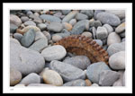 Motor Boat Engine Gear in Beach at Outer Cove