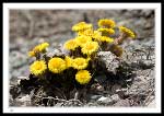 Coltsfoot (Tussilago farfara) 