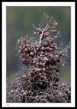 Top of a spruce tree